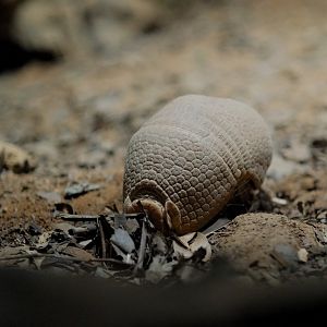 Southern Three-banded Armadillo (Tolypeutes matacus)