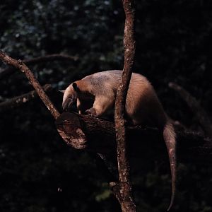 Southern Tamandua (Tamandua tetradactyla)