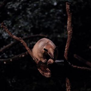 Southern Tamandua (Tamandua tetradactyla)