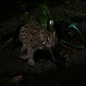 Fishing Cat (Prionailurus viverrinus)