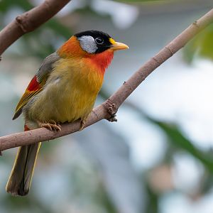 Silver-eared mesia (Leiothrix argentauris)