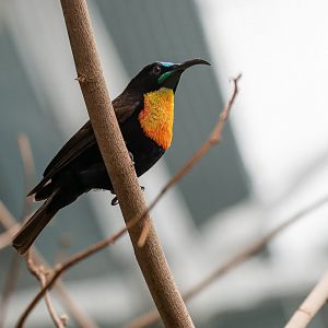 Scarlet-chested sunbird (Chalcomitra senegalensis)