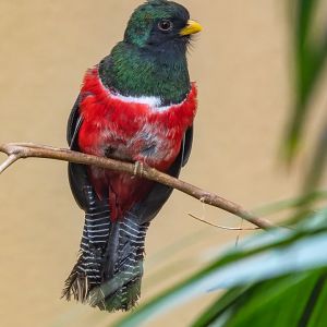 Collared trogon (Trogon collaris)
