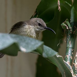 Splendid sunbird (Cinnyris coccinigastrus)