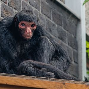 Red-faced black spider monkey  (Ateles paniscus)