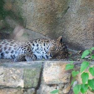 leopard  sleeping
