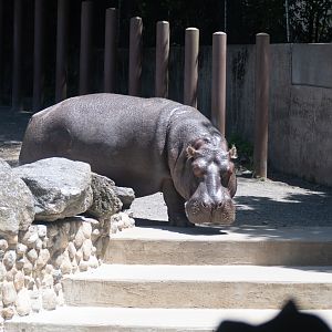 hippo going into the pool