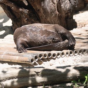 giant otter relaxing