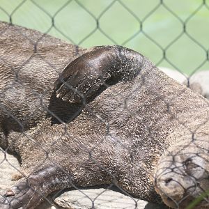 giant otter relaxing