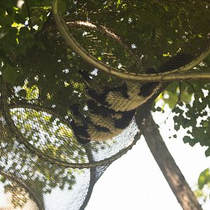 black and white ruffed lemur