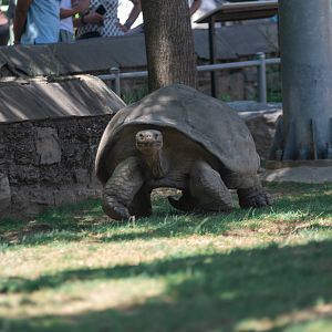A real big tortoise