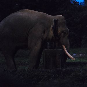 Asian Elephant (Elephas maximus)
