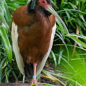Madagascar crested ibis (Lophotibis cristata)