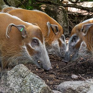 Red river hog (Potamochoerus porcus)