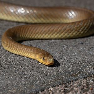 Aesculapian snake (Zamenis longissimus)