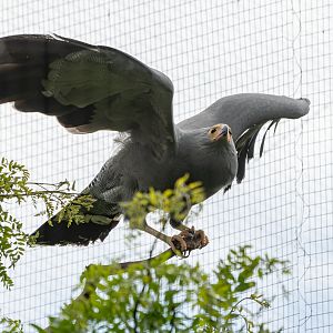 African Harrier-hawk (Polyboroides typus)