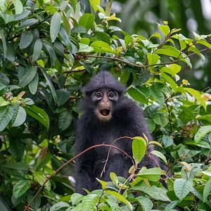 Raffles Banded Langur