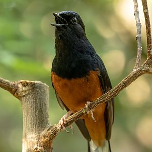 White-rumped shama : Chester Zoo : 24 Jun 2024