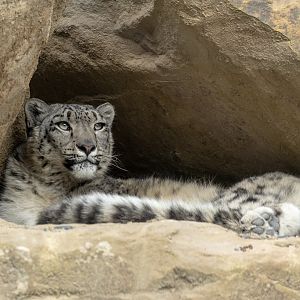 Snow leopard : Chester Zoo : 24 Jun 2024