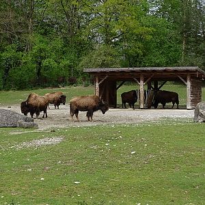 Bison enclosure