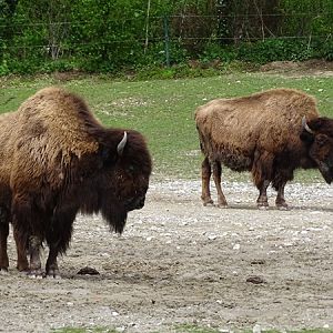 Wood bison (Bison bison athabascae)