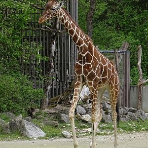 Reticulated giraffe (Giraffa reticulata)