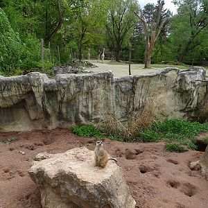 Meerkat enclosure with giraffes in  the background