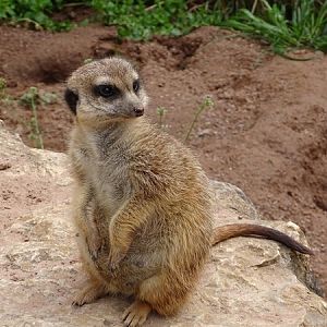Meerkat (Suricatta suricata)