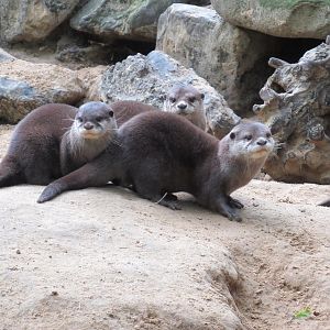 05 2024 - Asian Small-Clawed otters