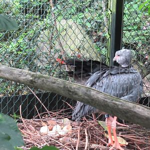 05 2024 - Southern Screamer (adult) nesting with eggs