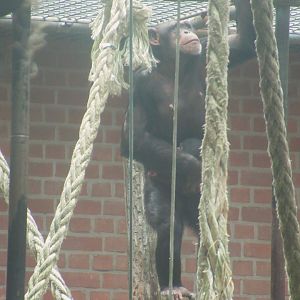 05 2024 - Adult female chimpansee 'Mahale' and young male 'Madu' (two weeks old)