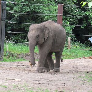 05 2024 - Asian elephant, young female 'Yindi' (born 11-2020)
