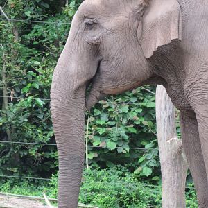 05 2024 - Asian elephant, adult female 'Indra'