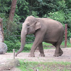 05 2024 - Asian elephant, adult female 'Indra'