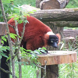05 2024 - Red ruffed lemur