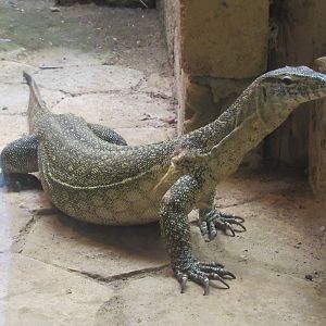 05 2024 - Nile monitor