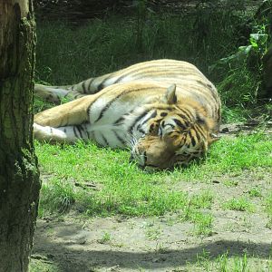 05 2024 - Siberian tiger