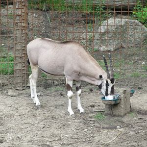 05 2024 - East African oryx
