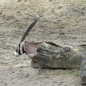 05 2024 - East African oryx