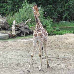 05 2024 - Reticulated giraffe, adult male