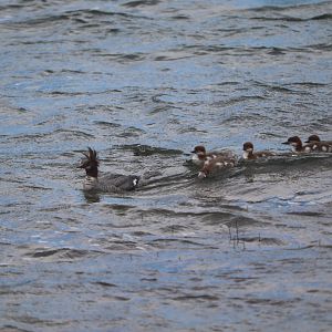 Common Mergansers