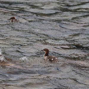 Common Mergansers
