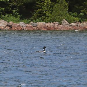 Common Loon