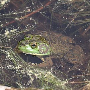 American Bullfrog