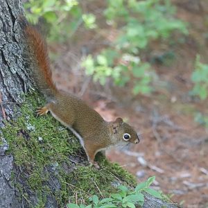 American Red Squirrel