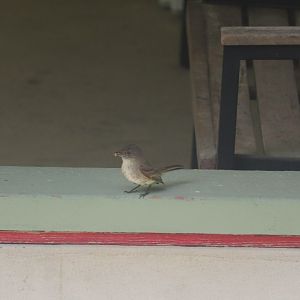 Eastern Phoebe