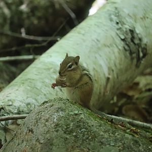 Eastern Chipmunk