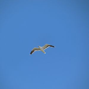 Great Black-Backed Gull