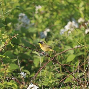 Common Yellowthroat