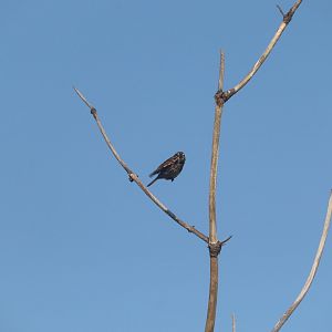 Song Sparrow